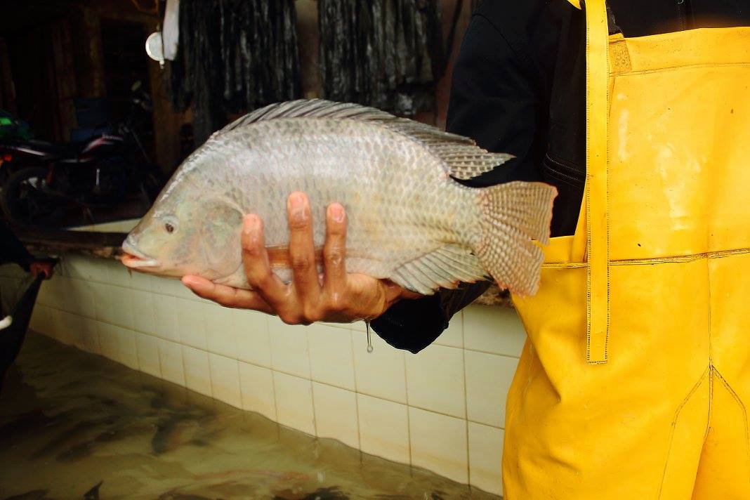 Alevinos de Mojarra Nilótica (Oreochromis niloticus)